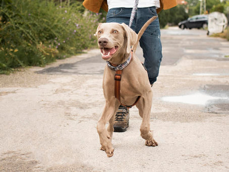 Mijn hond valt uit aan de lijn!