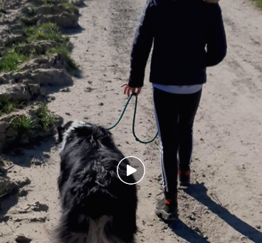 Wandelen aan de leiband, hoe doe je dat?