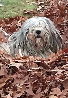 Bergamasco in fall leaves, rare dog in leaves, hyperallergenic dog,
