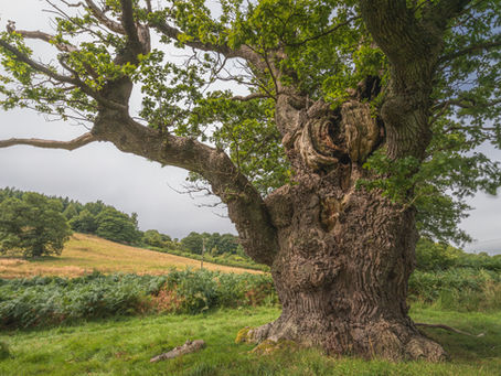 Derwen Fawr GregynogÂ