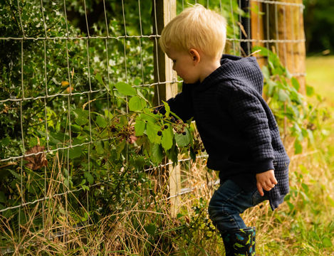 Toddler exploring plants by a fence