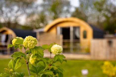 Wooden cabin nestled amongst vibrant flowers