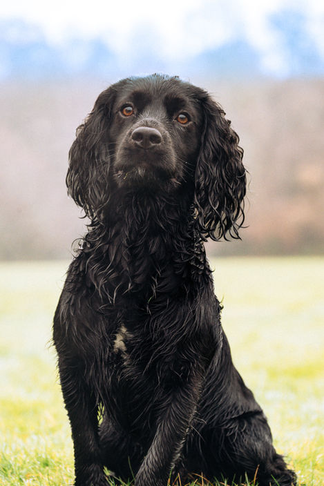 Black Cocker Spaniel dog portrait
