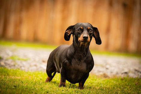Black dachshund standing outdoors