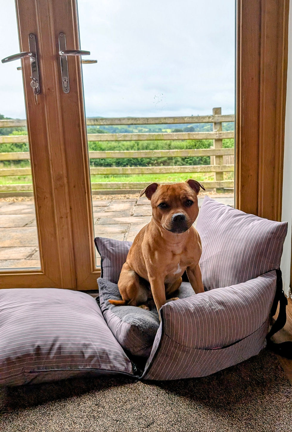 Dog-friendly solo stay in a remoteWelsh lodge: My peaceful break atCwm-yr-Hendy