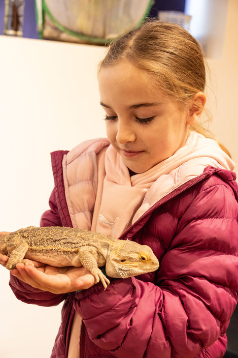 Girl gently holding a bearded dragon lizard