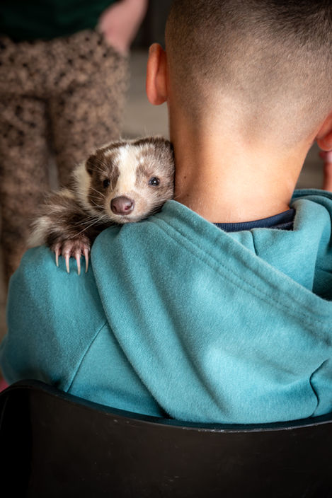 A skunk nestled on a person's shoulder
