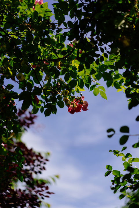 Looking up at the trees