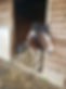 Horse looking out of the stables