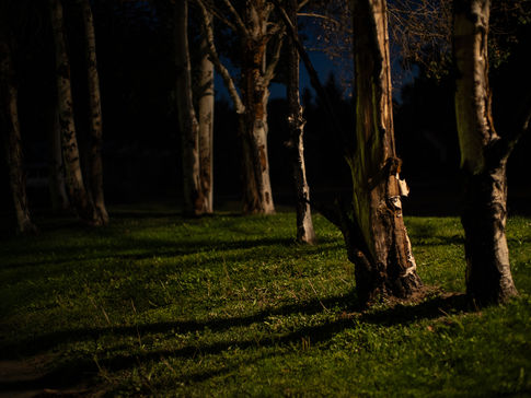 Tree trunks in a lawn at night