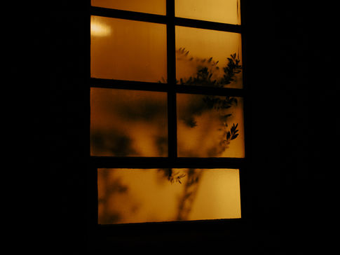 Lit window at night with dark shapes of a plant pressing against the glass