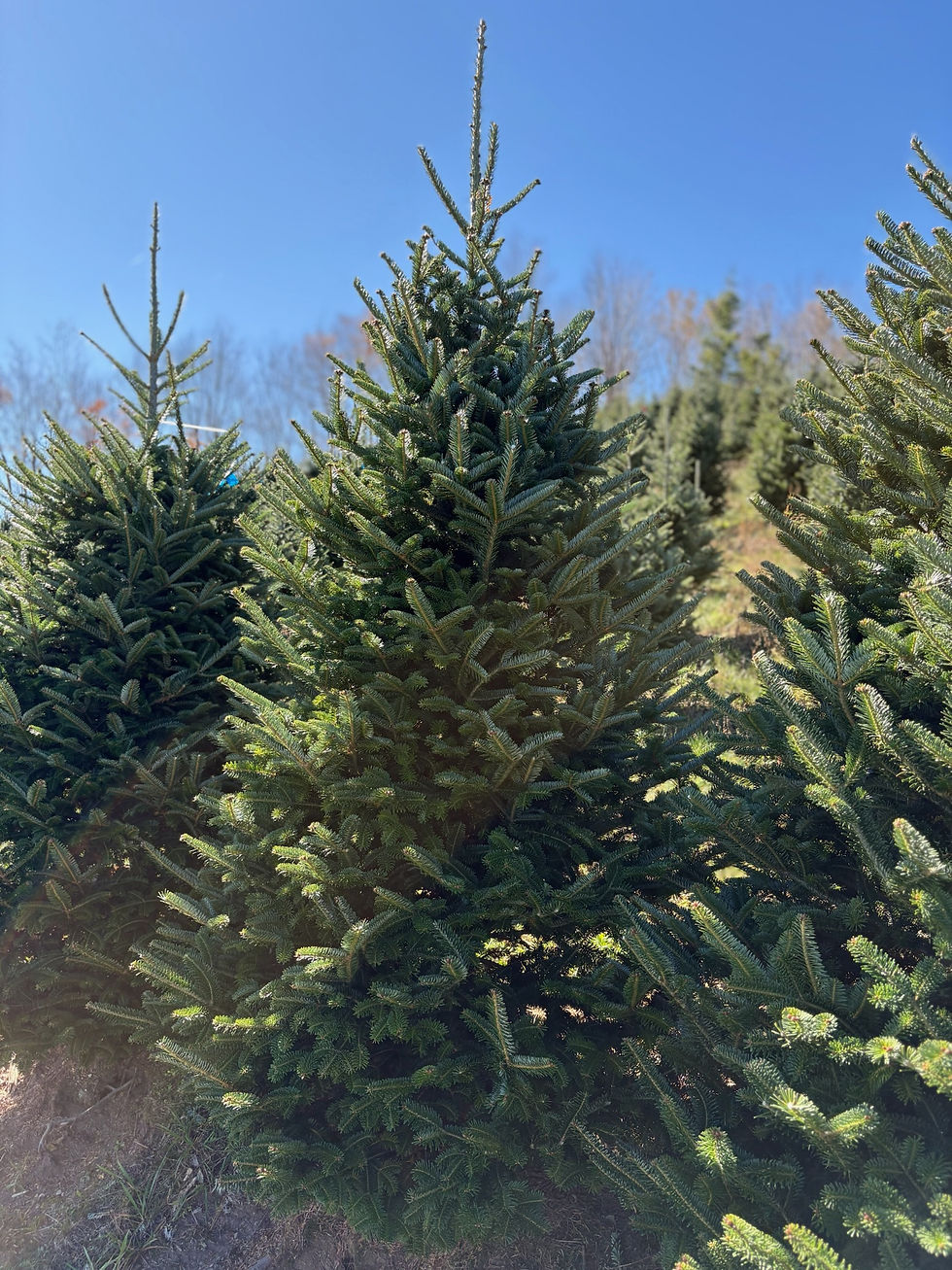 Thumbnail: Tree #63 (8’ 0”)