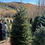 Thumbnail: Tree #141 (9’ 0”)