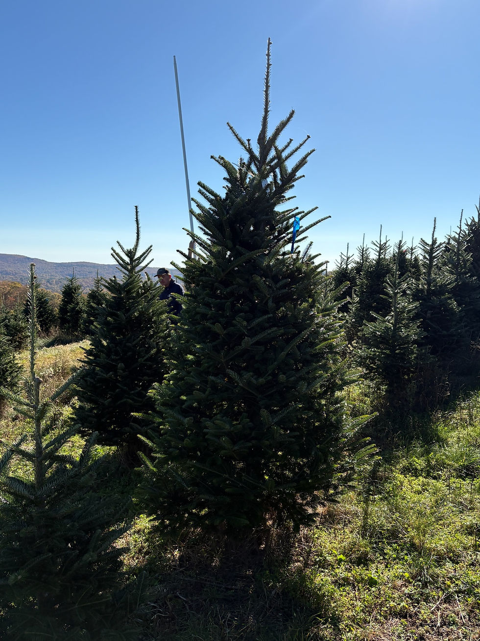 Thumbnail: Tree #16  (8’ 0”)