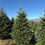 Thumbnail: Tree #5 (8'6")
