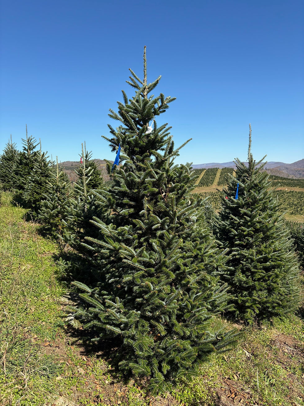 Thumbnail: Tree #47 (8’ 2”)