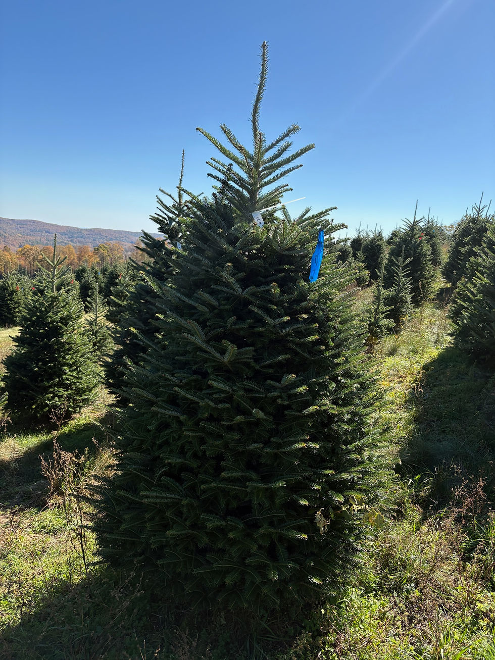 Thumbnail: Tree #73 (7’ 6”)