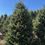 Thumbnail: Tree #150 (9' 2")