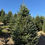 Thumbnail: Tree #141 (9’ 0”)
