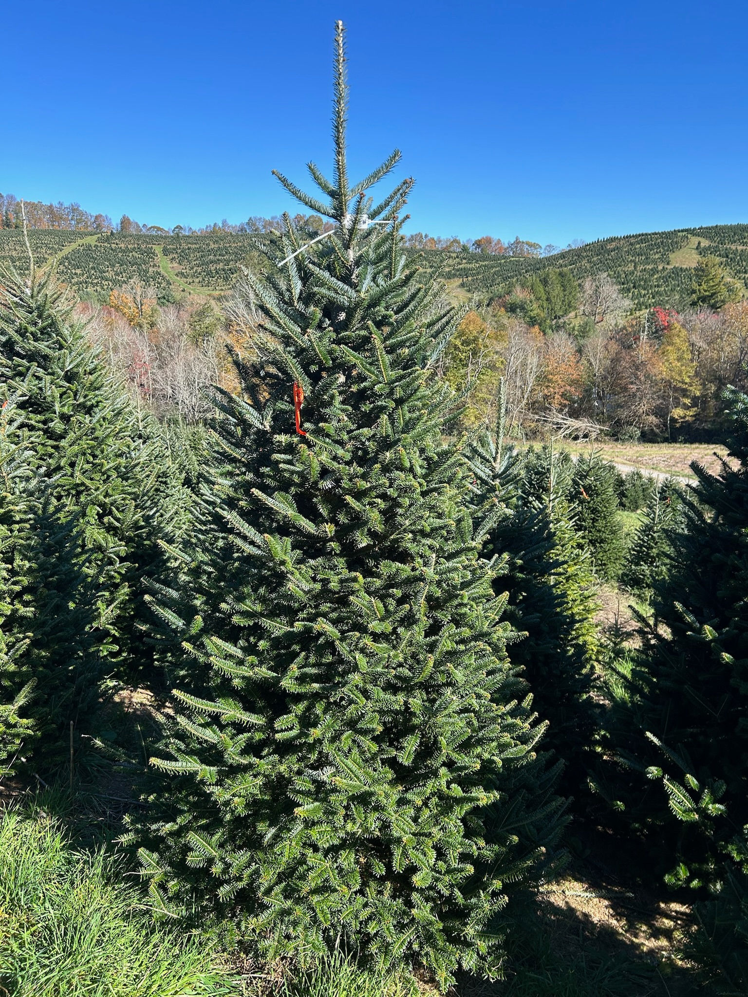 Tree #156 (8' 10")