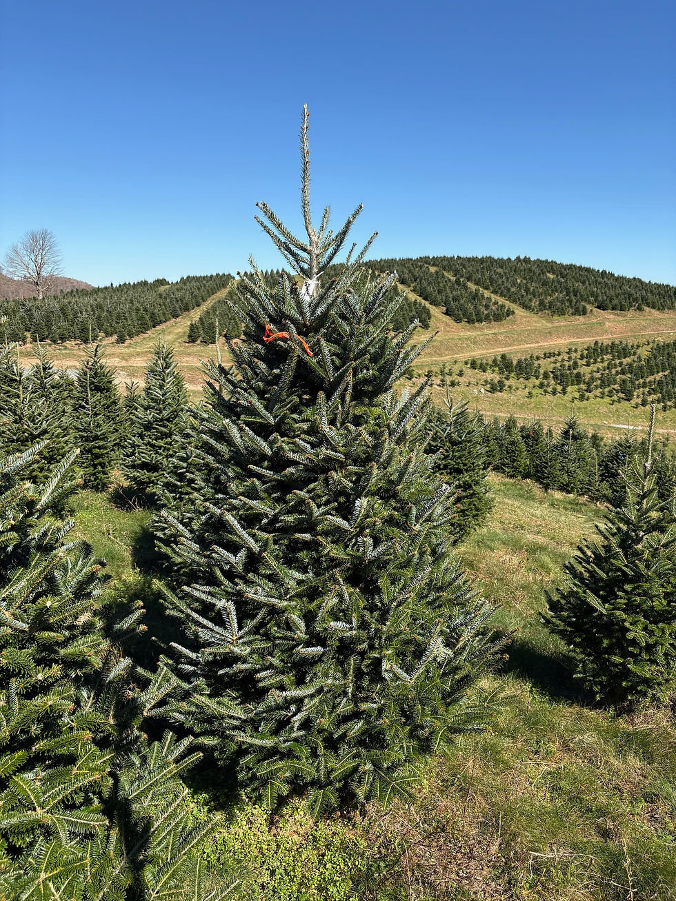 Thumbnail: Tree #103 (8’ 4”)