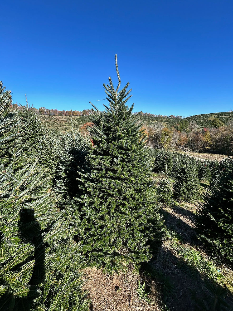 Thumbnail: Tree#161 (9' 0")