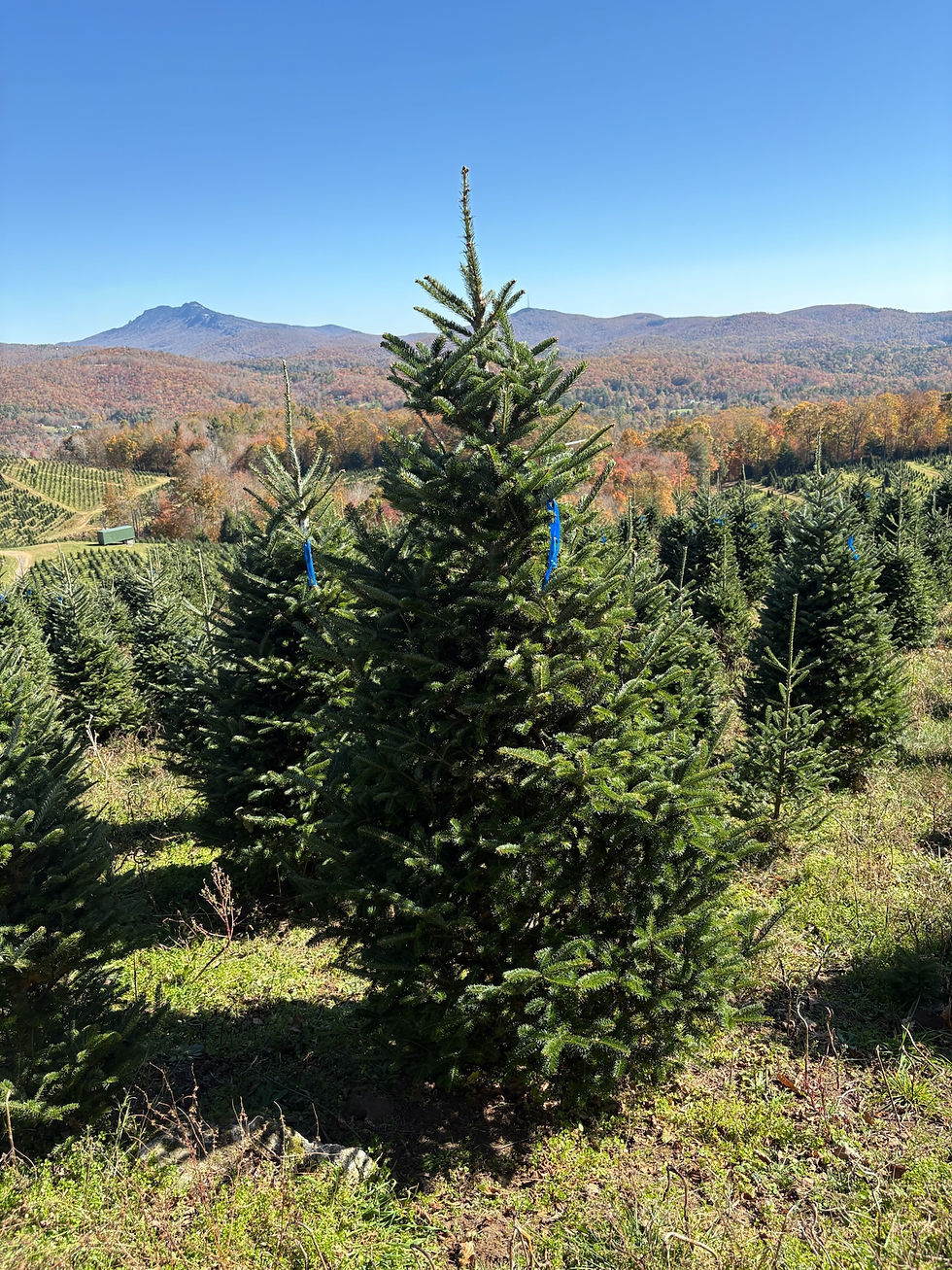 Thumbnail: Tree #47 (8’ 2”)