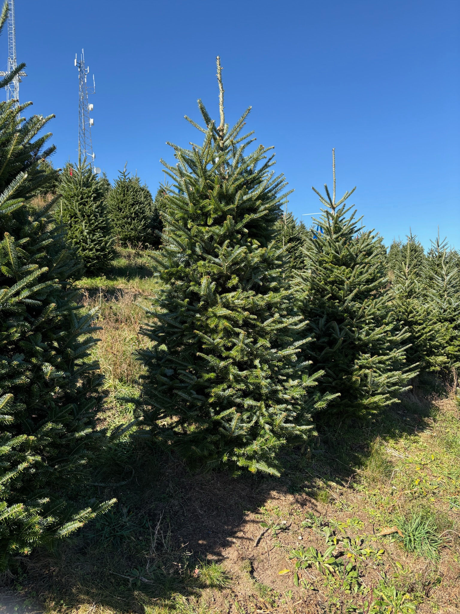 Tree #45 (8’ 0”)