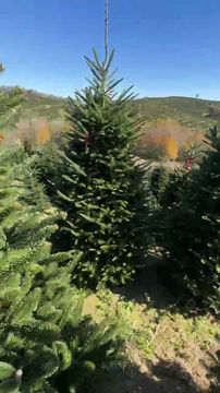 Thumbnail: Tree #123 (8’ 8”)
