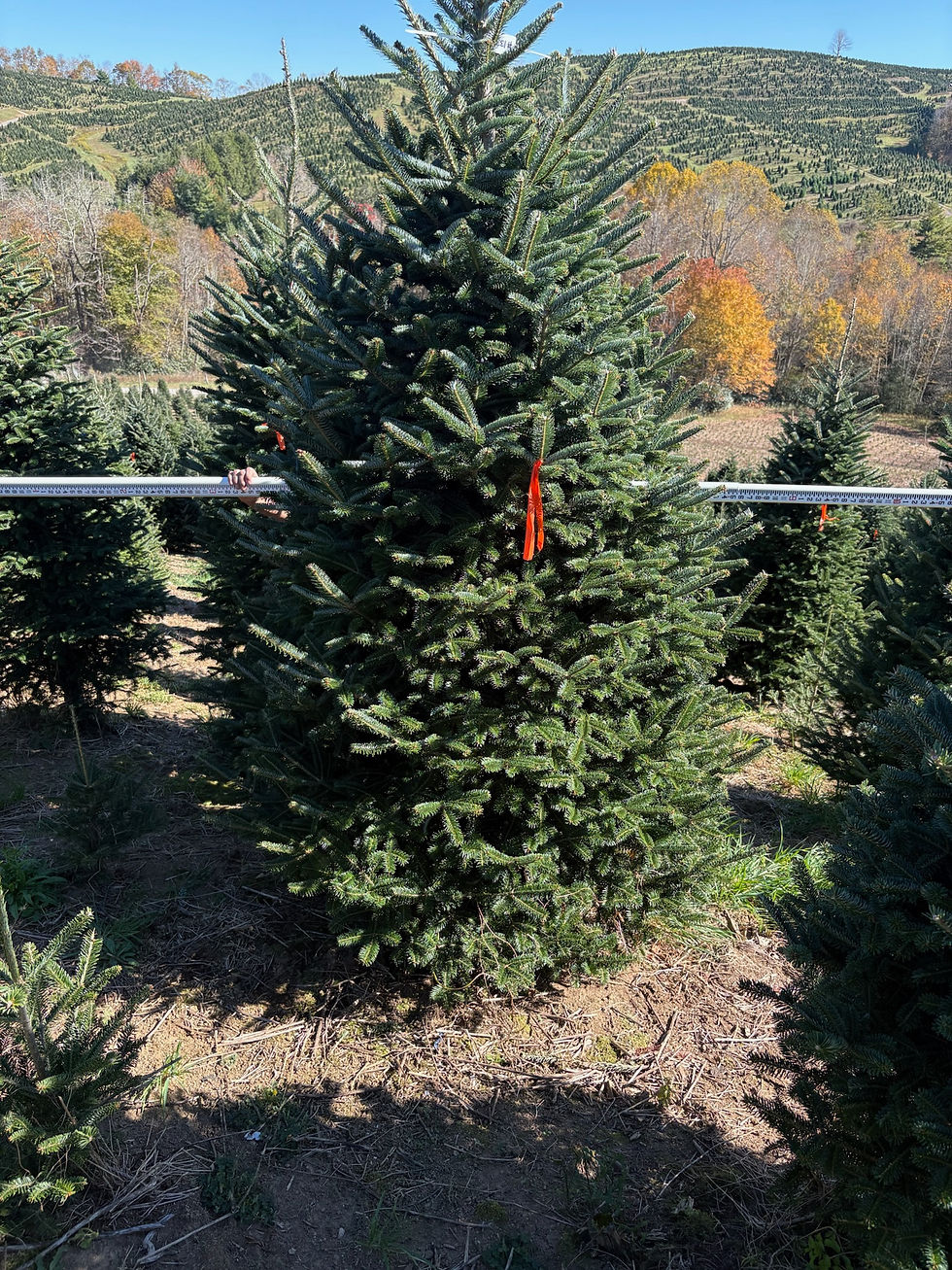 Thumbnail: Tree #133 (9' 6")