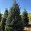 Thumbnail: Tree #128 (8’ 10”)