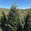 Thumbnail: Tree #128 (8’ 10”)