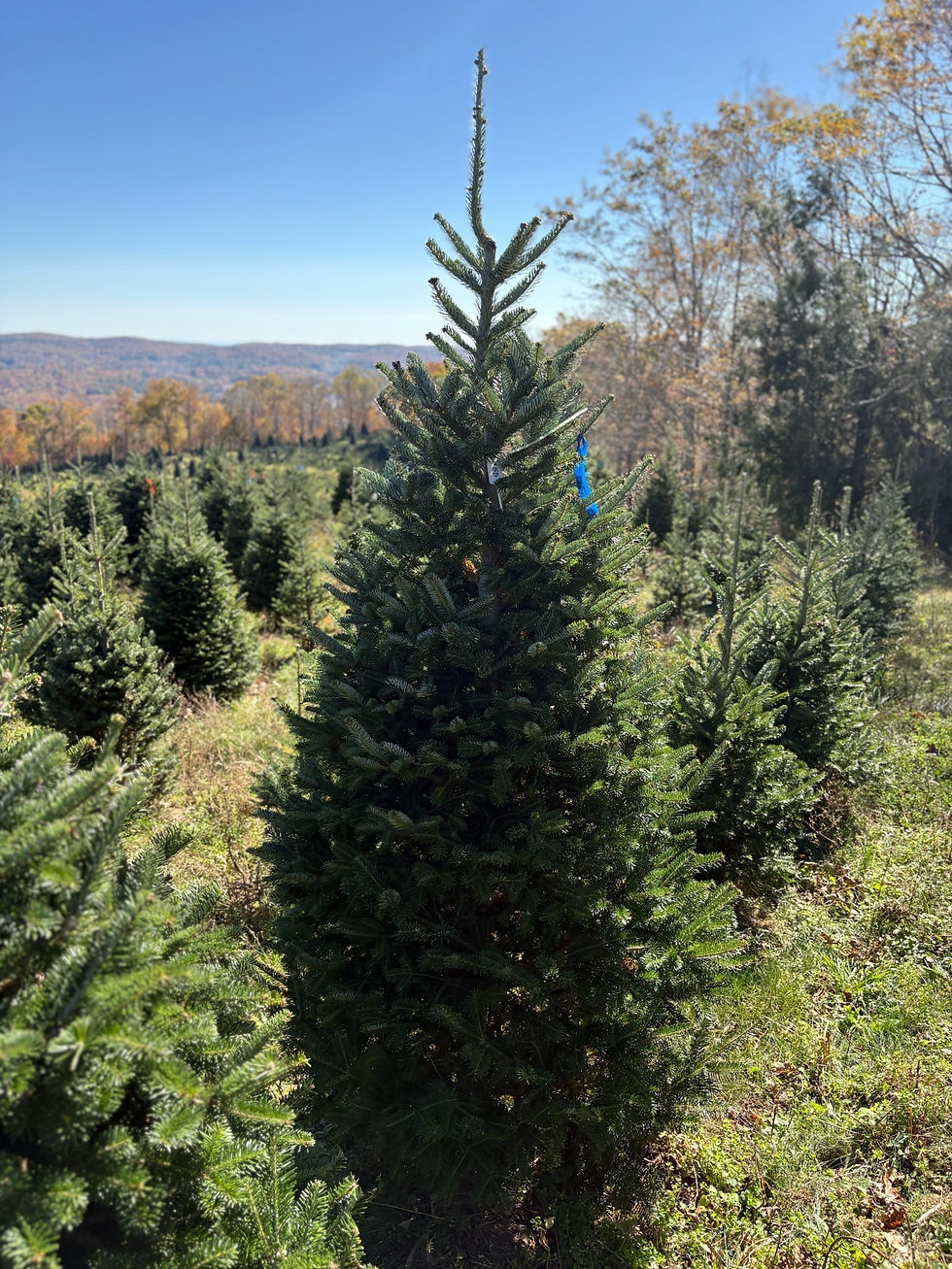 Thumbnail: Tree #55 (7’ 7”)