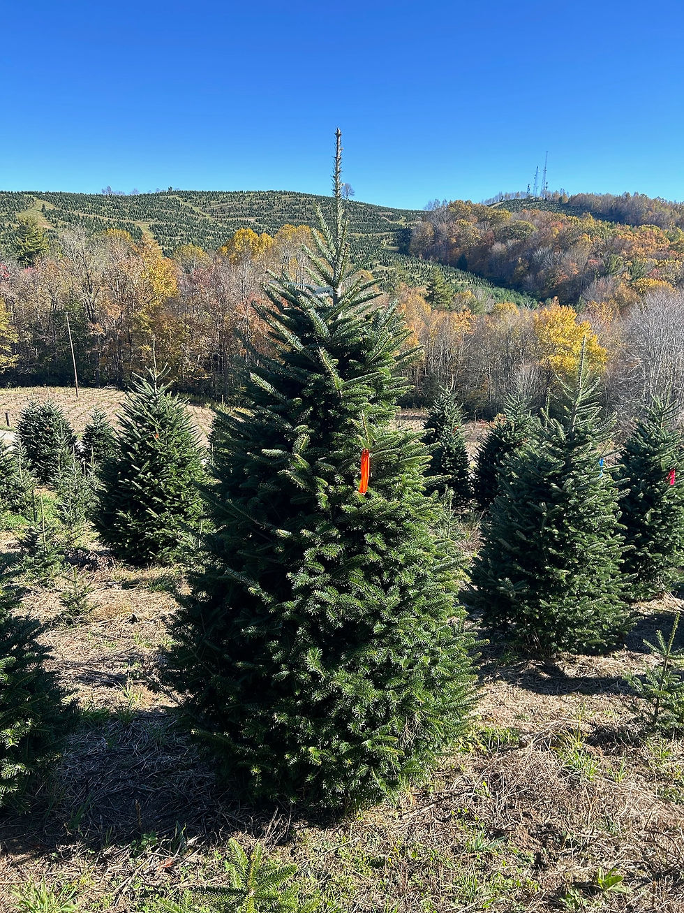 Thumbnail: Tree #159 (9' 1")