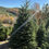 Thumbnail: Tree #128 (8’ 10”)