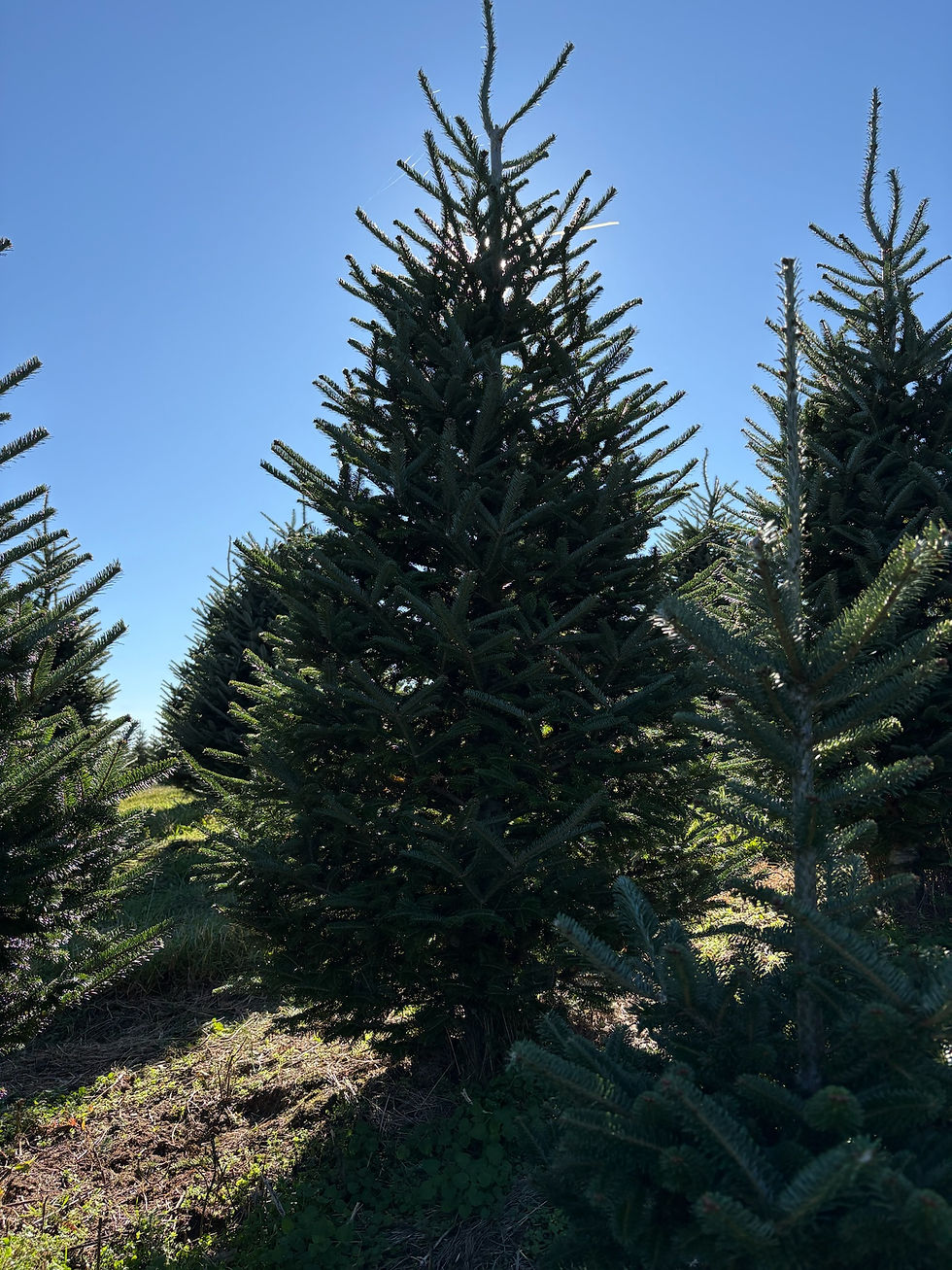 Thumbnail: Tree #5 (8'6")