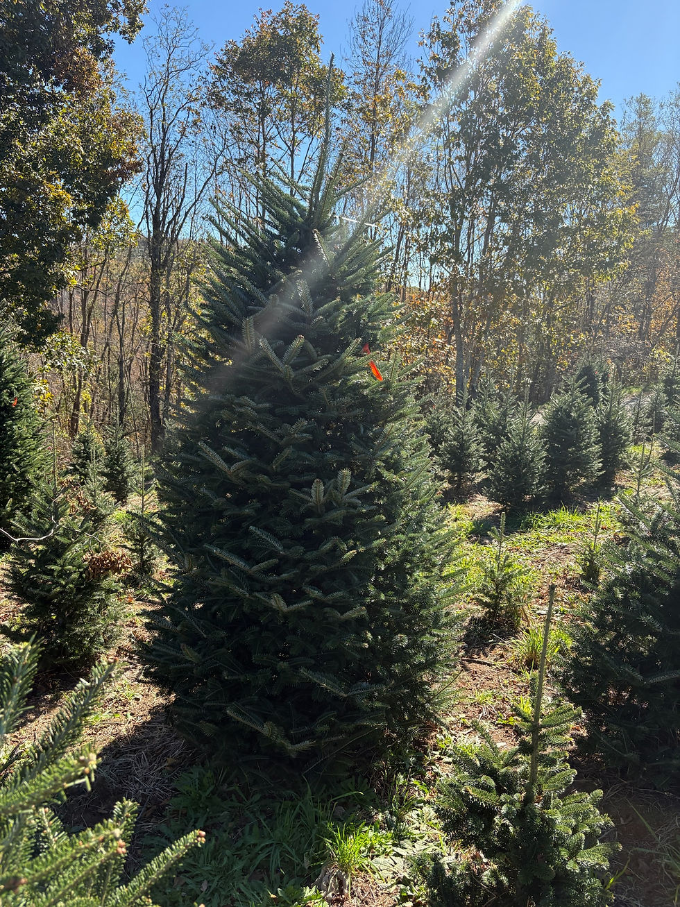 Thumbnail: Tree # 112 (9' 0")