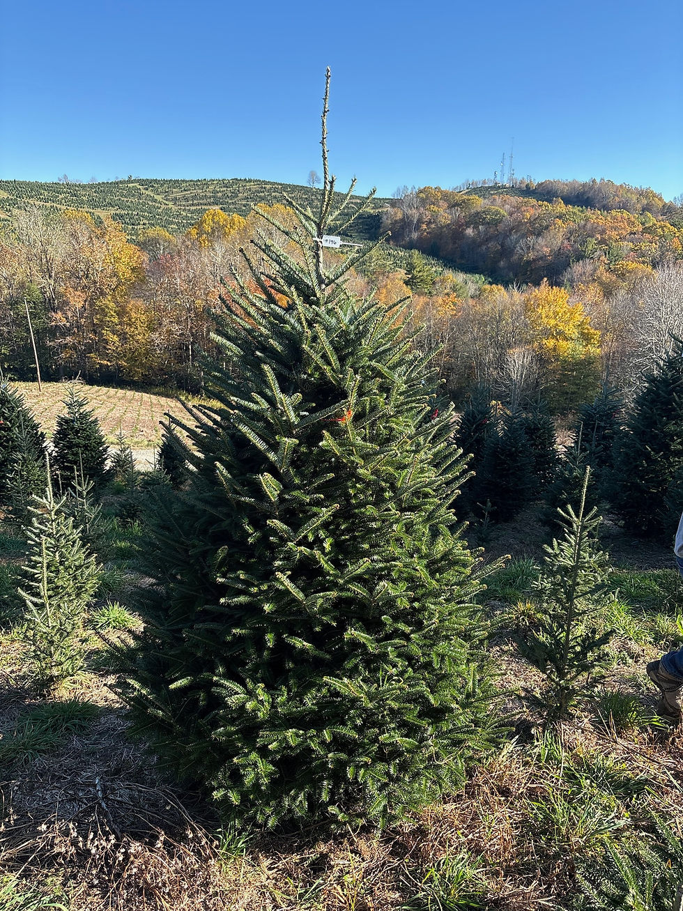 Thumbnail: Tree #196 (8’ 11”)