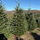 Thumbnail: Tree #5 (8'6")