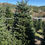 Thumbnail: Tree #121 (8’ 5”)
