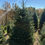 Thumbnail: Tree #121 (8’ 5”)