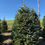 Thumbnail: Tree #121 (8’ 5”)