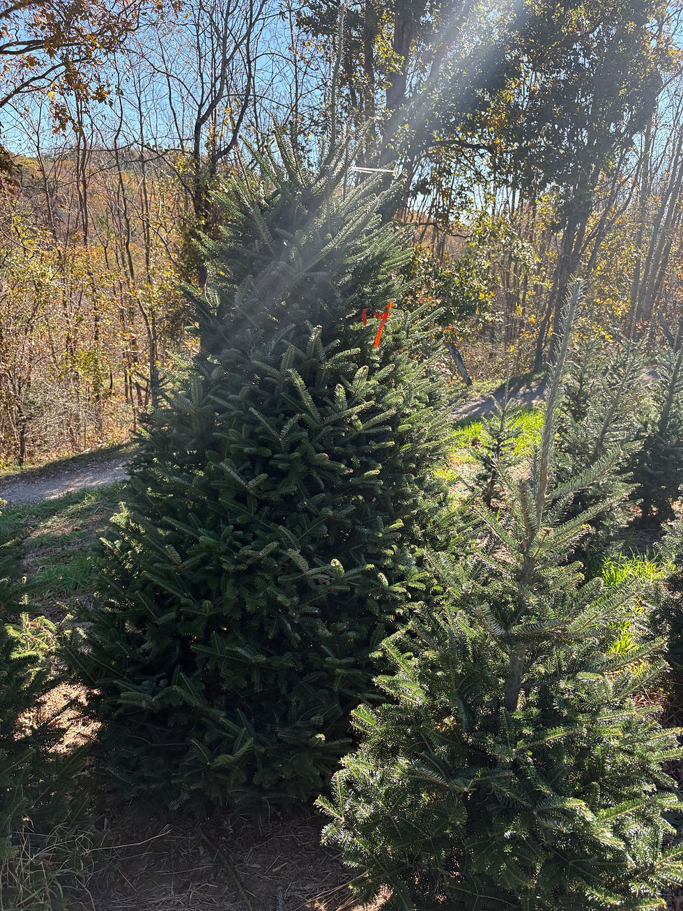 Thumbnail: Tree #119 (8' 10")