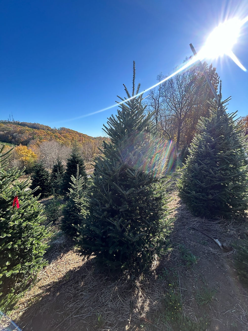 Thumbnail: Tree #158 (9' 0")