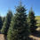 Thumbnail: Tree #121 (8’ 5”)