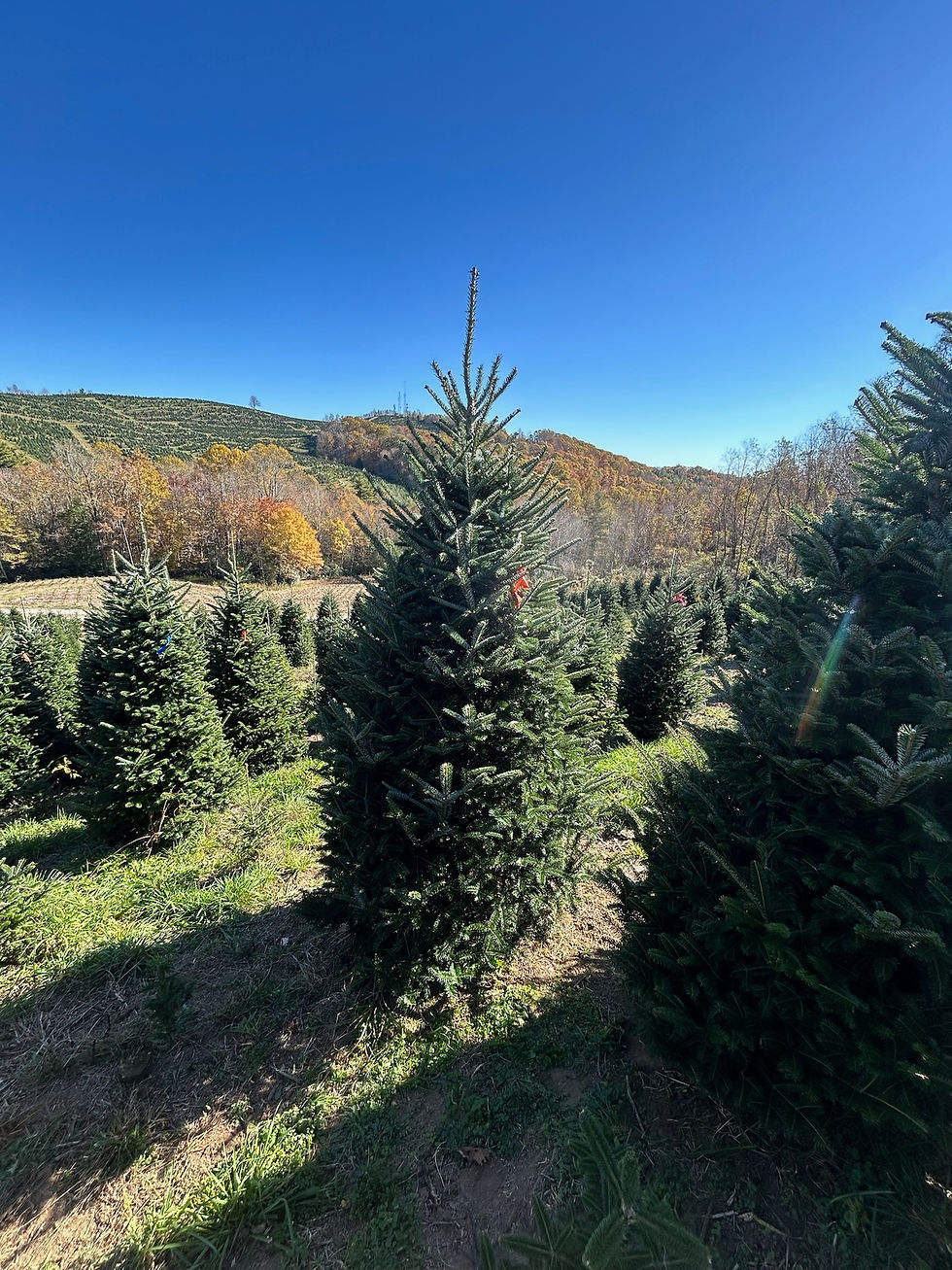 Thumbnail: Tree #165 (9' 6")