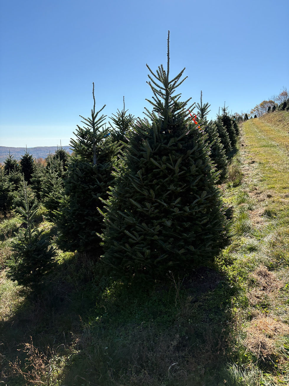 Thumbnail: Tree #101(8' 6")