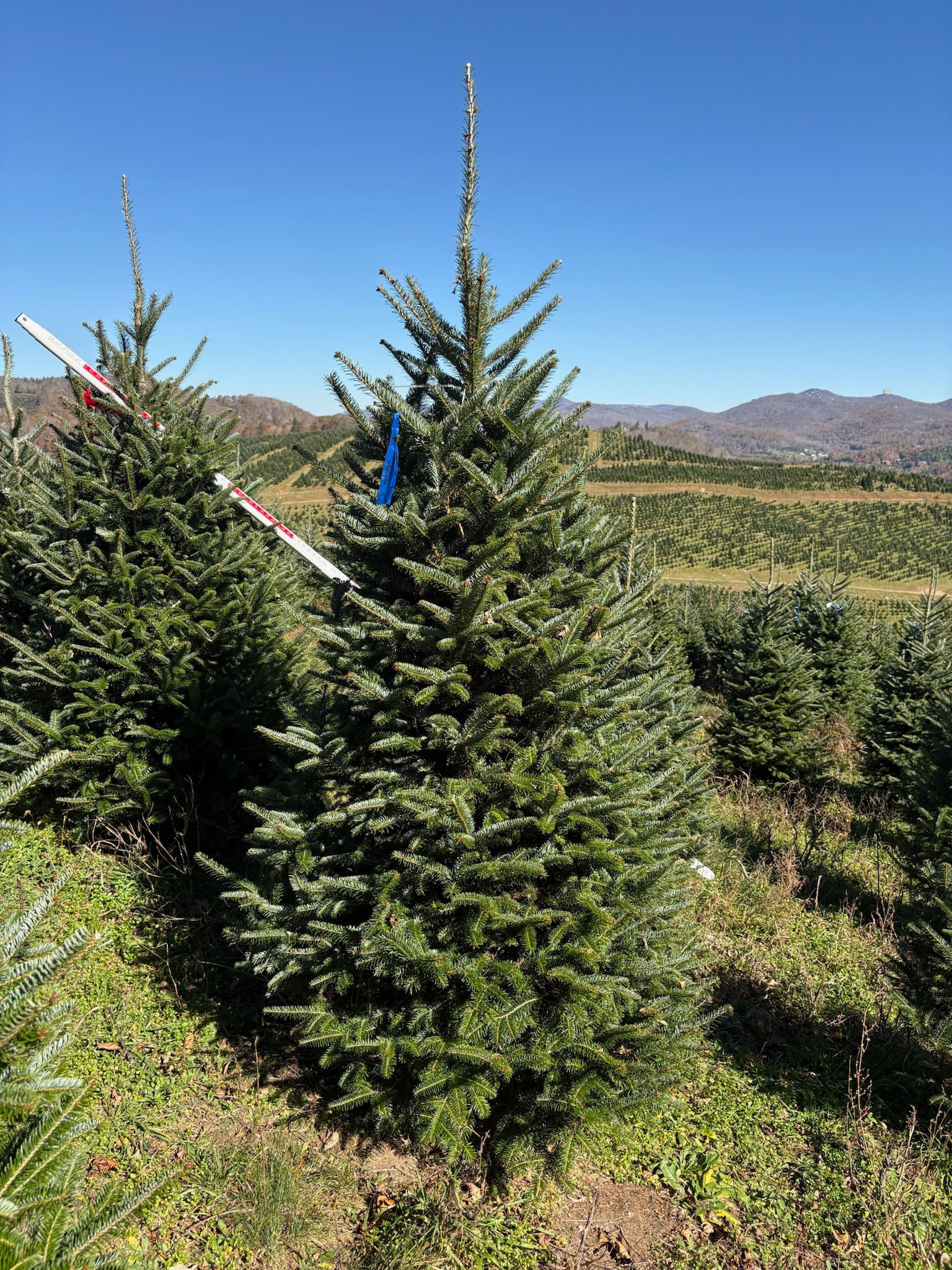 Tree #48 (7’ 8”)