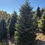 Thumbnail: Tree #141 (9’ 0”)