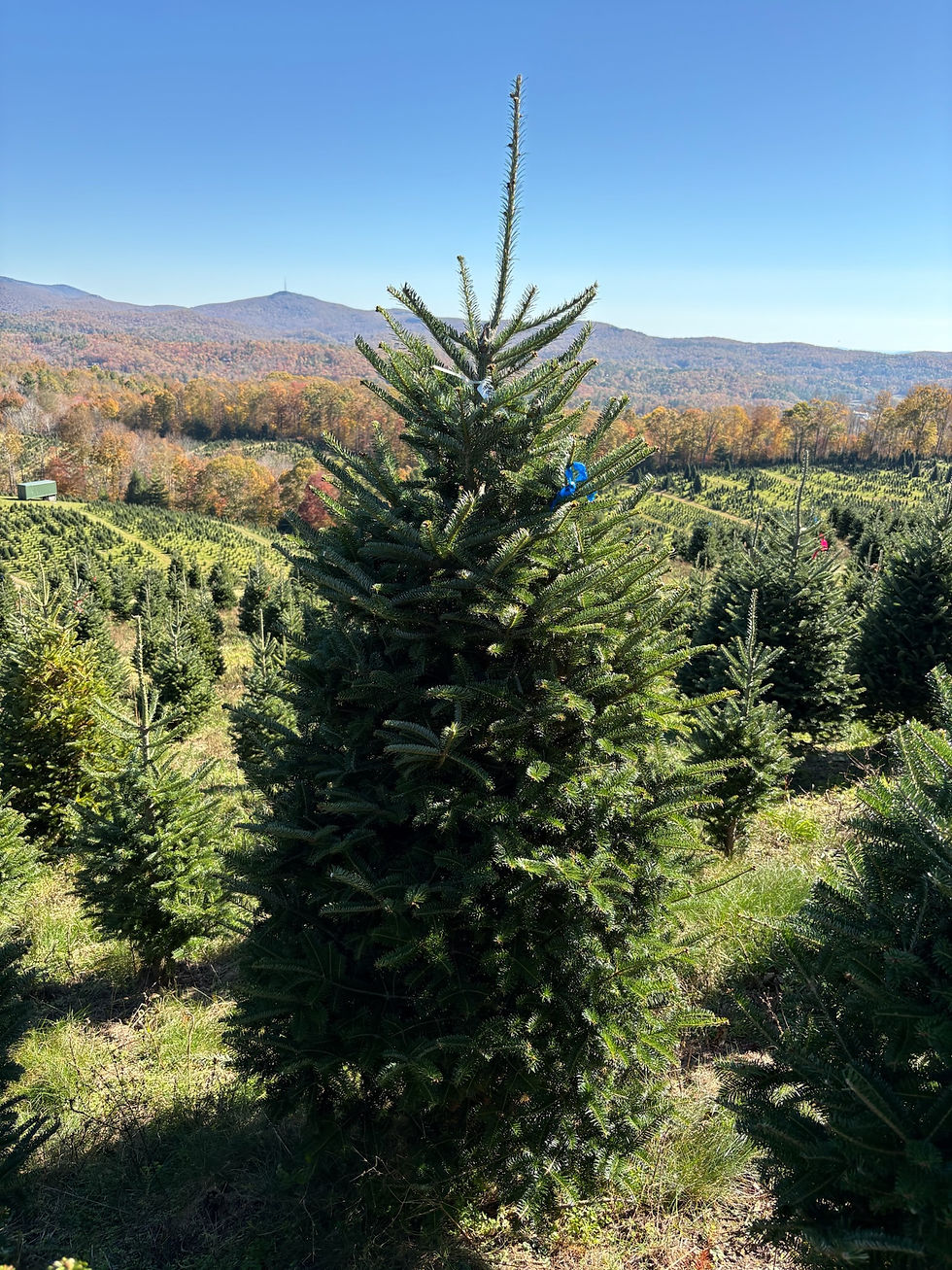 Thumbnail: Tree #36 (7’ 8”)